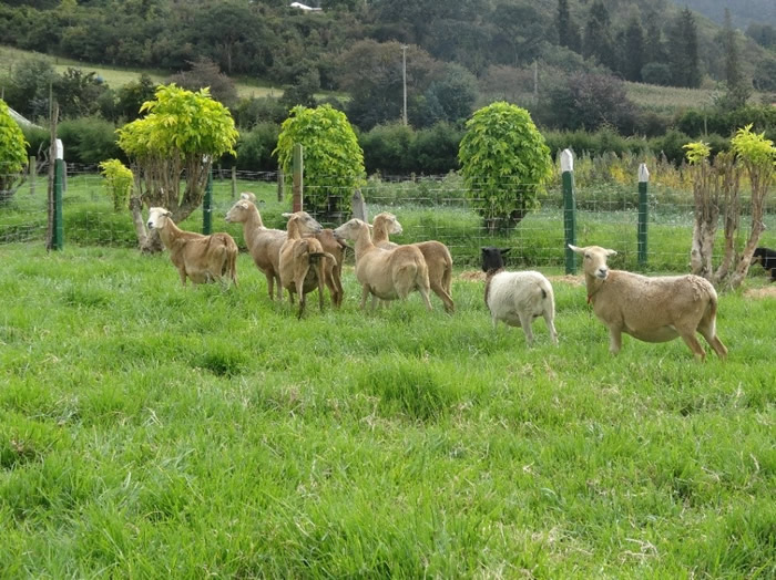 Llegan nuevas ovejas al Centro de Investigación para Prácticas y Desarrollo Tecnológico “Pinares de Tenjo”