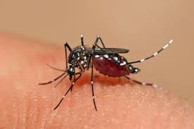Recomendaciones para viajeros a zonas endémicas afectadas por el virus del chikungunya
