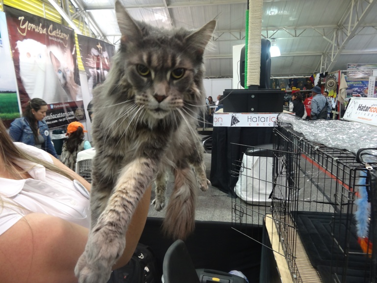 Exhibiciones felinas en la Feria agropecuaria más grande del país