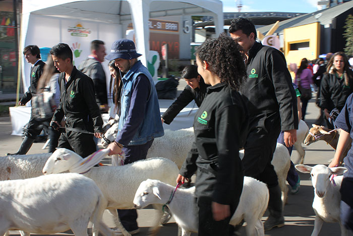 El campo en la ciudad