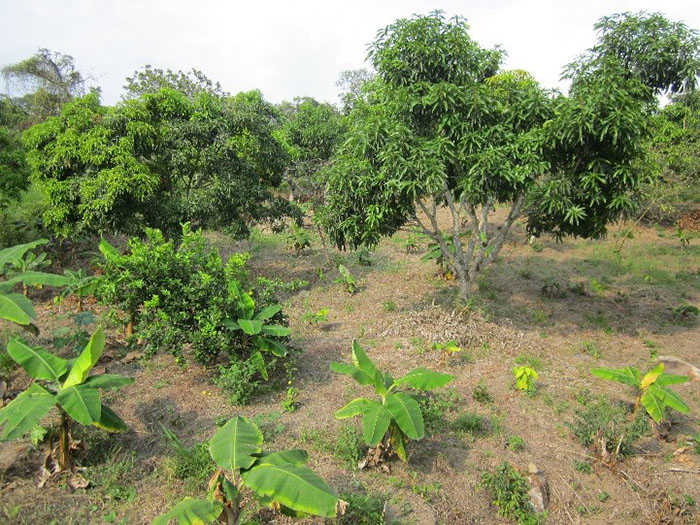 Área de Gestión del Conocimiento en Producción Agrícola