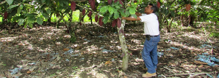 Competitividad en el agro colombiano