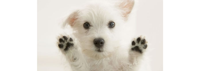 Tapitas por Patitas en la U Verde