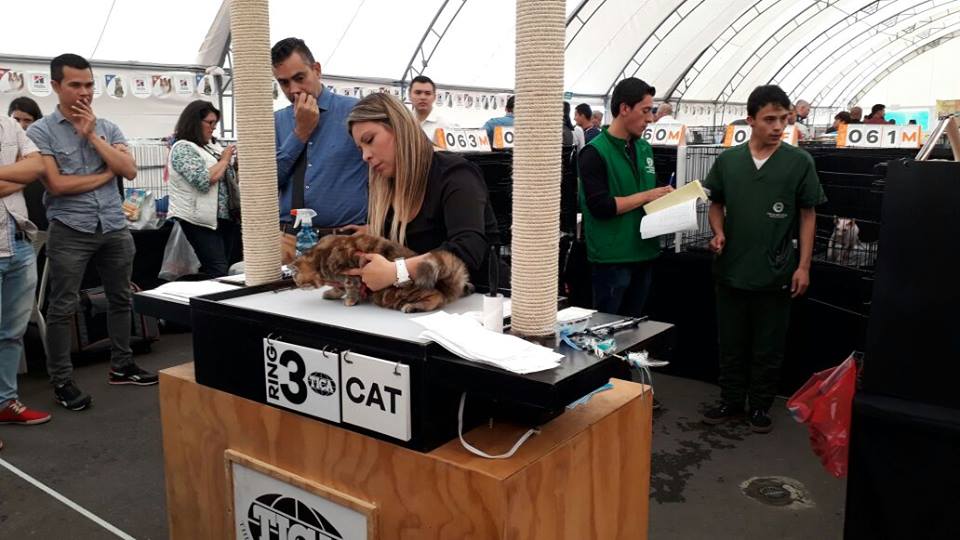Gran Labor de Estudiantes en la Exposición Saint Valentine Cats