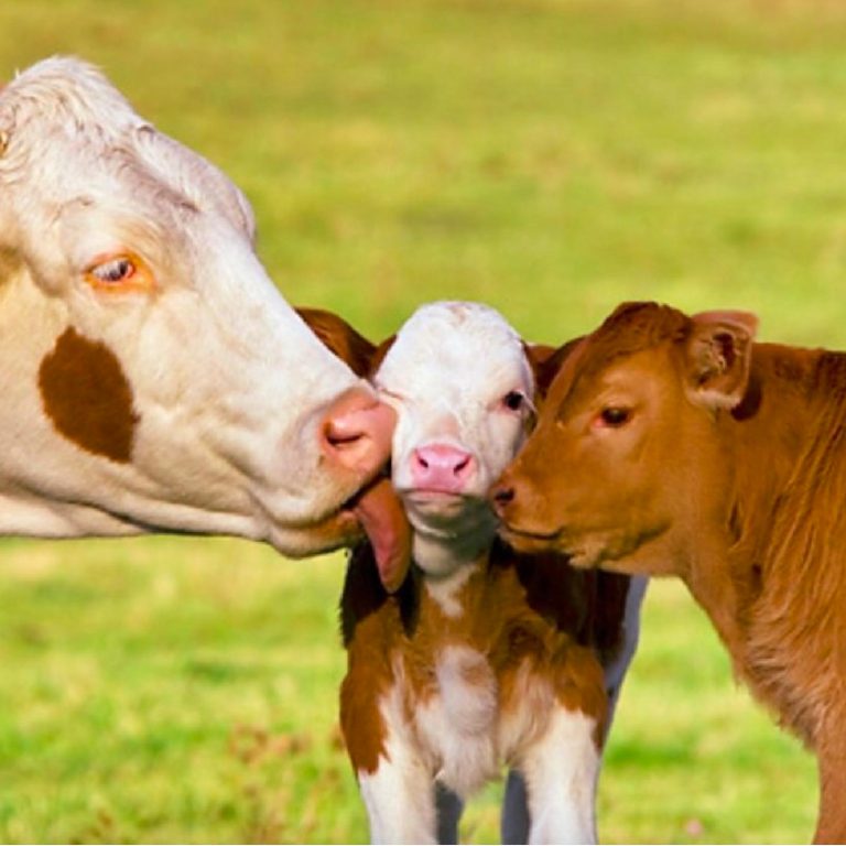 Inseminación artificial bovina