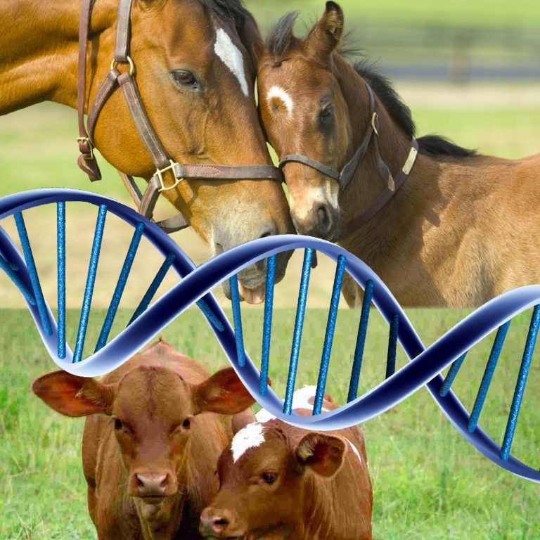 Biotecnología de la reproducción bovina y equina