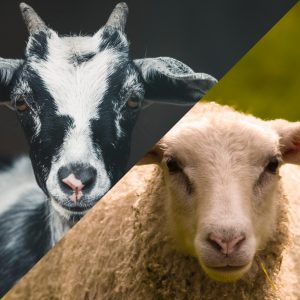 Semana del zootecnista: primer congreso internacional en producción ovina y caprina