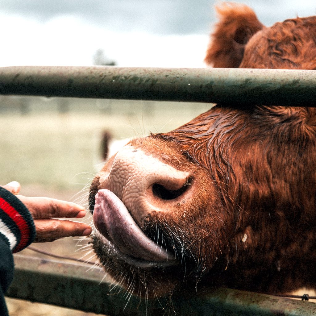 Primer seminario nacional de bienestar en animales de producción