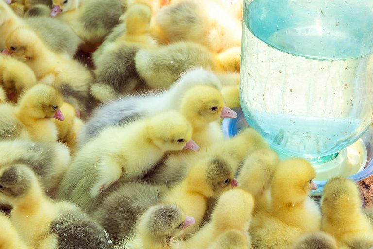 Curso teórico-práctico para la introducción a la avicultura comercial en aves de postura y engorde