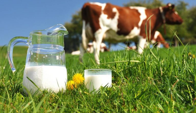 La leche, mitos y verdades sobre su producción y consumo. #UAenmedios