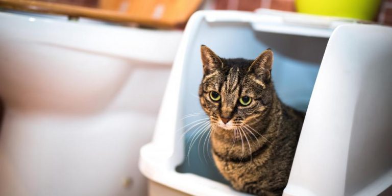 Guía para que su mascota vaya al ‘baño’ #UAenmedios