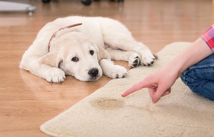 ¿Cómo evitar que las mascotas hagan sus necesidades en la casa? #UAenmedios