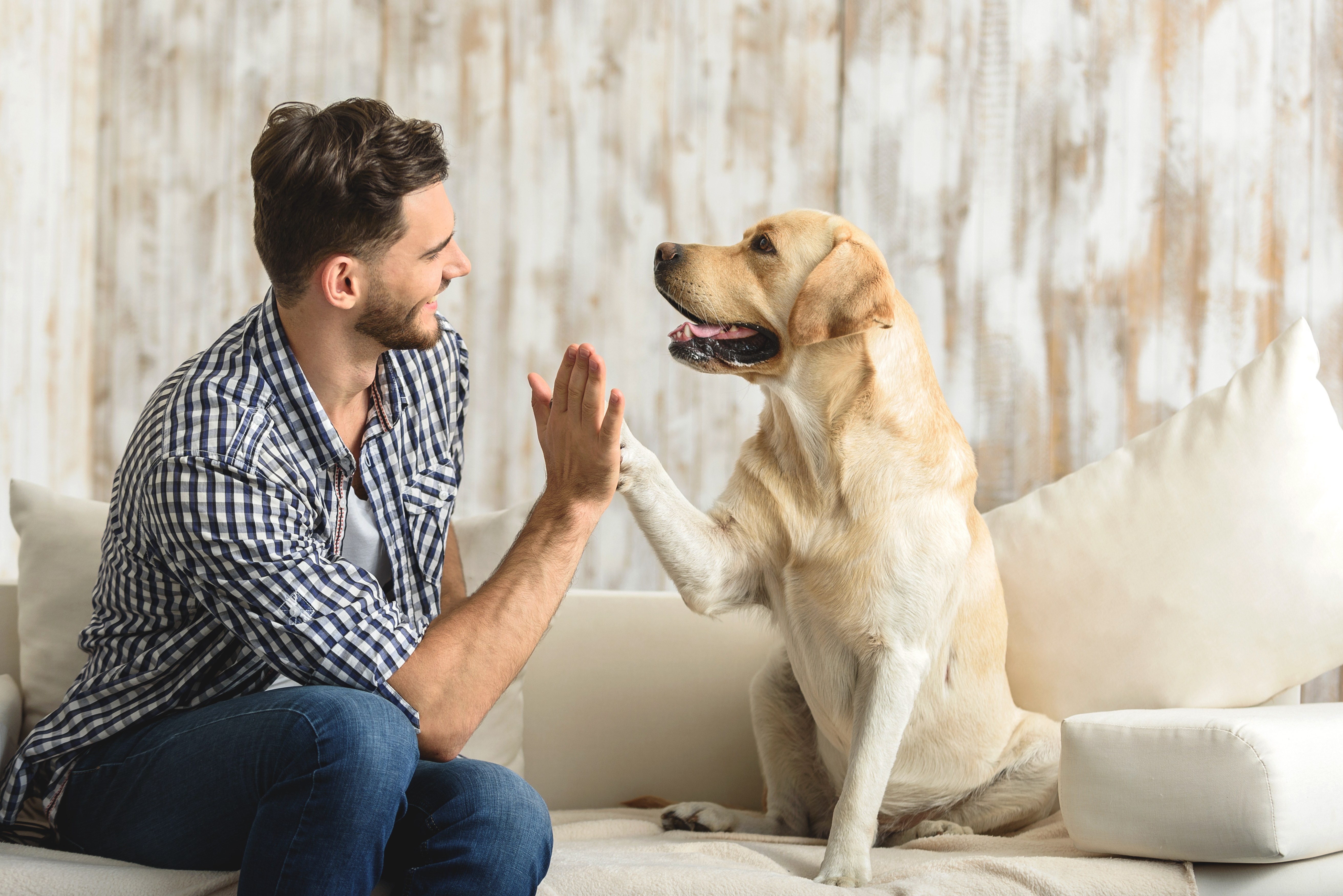 Cuida a tu mascota