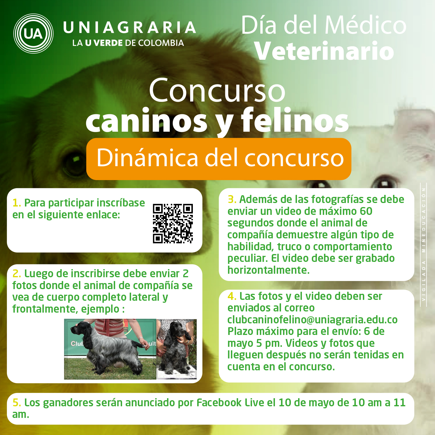 Concurso: Caninos y felinos