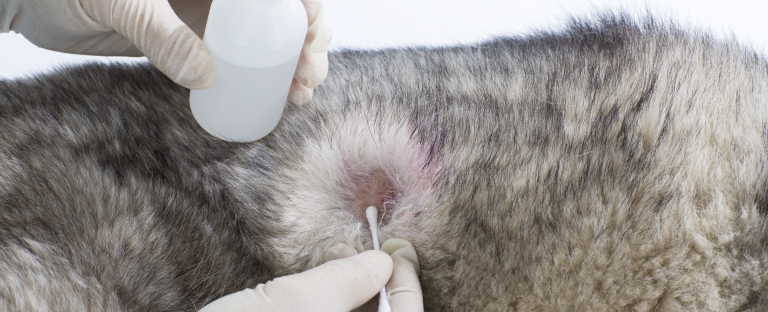 Diplomado de Dermatología Veterinaria