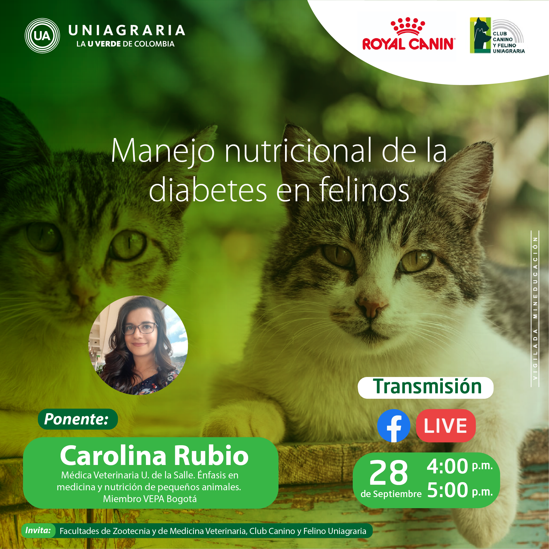 Manejo nutricional de la diabetes en felinos