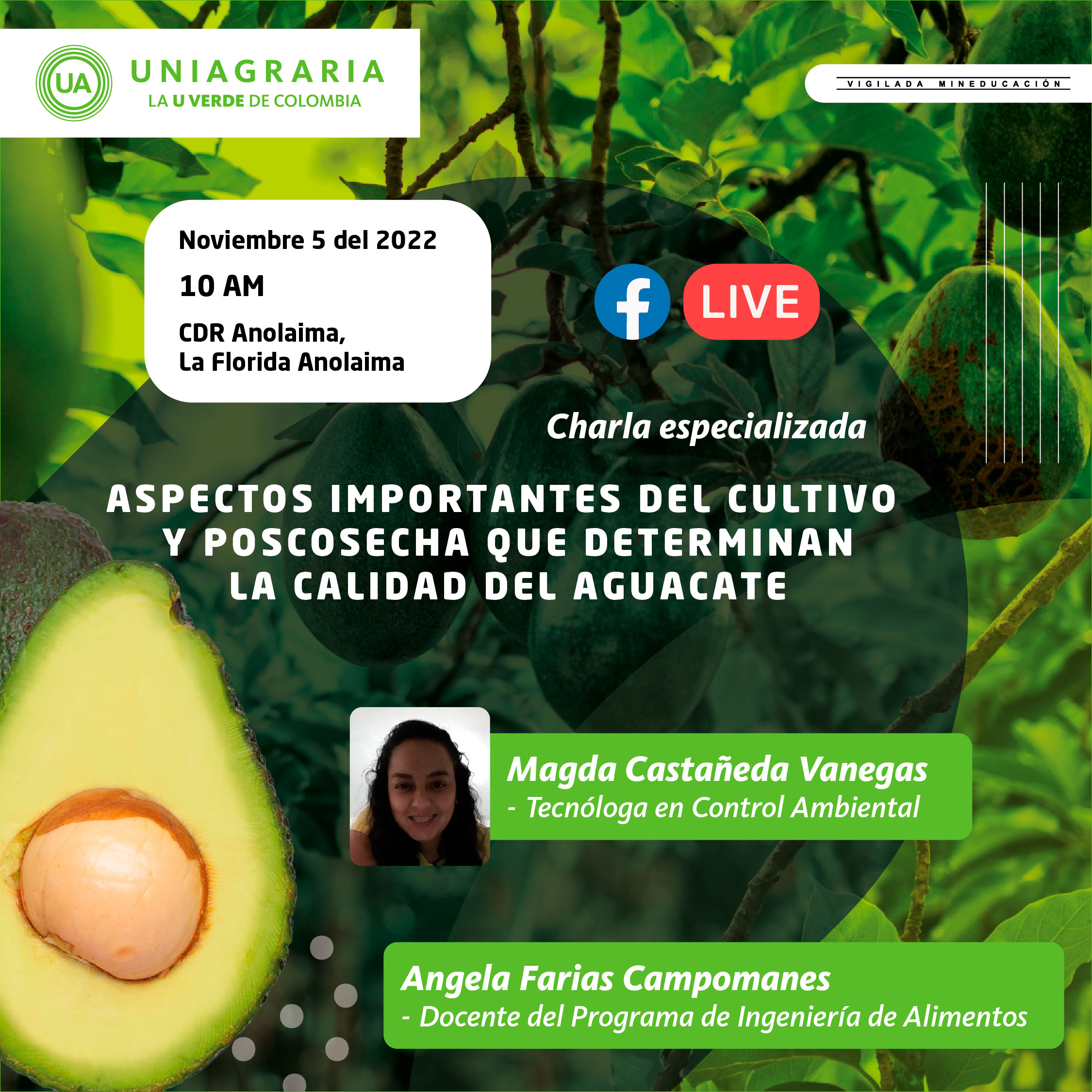 Aspectos importantes del cultivo y poscosecha que determinan la calidad del Aguacate