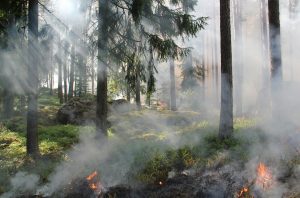 Protegiendo la vida silvestre en medio de los crecientes incendios forestales