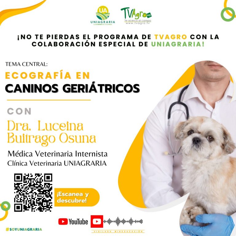 Ecografías en caninos geriátricos. TvAgro – UNIAGRARIA.