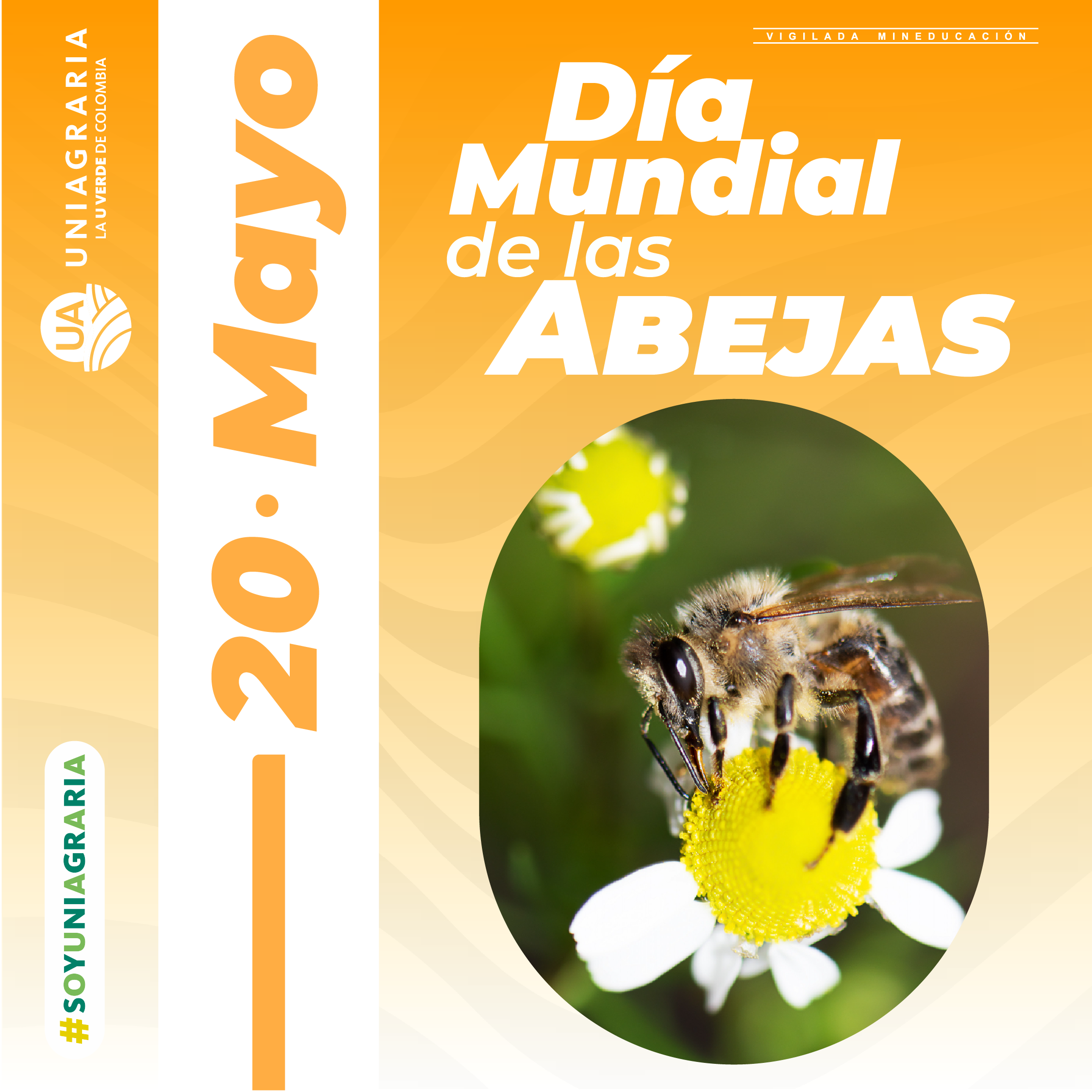 Día Mundial de las Abejas