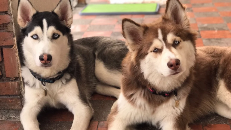 ¿Lo pueden multar por los ladridos de su perro? Esto dicen los expertos