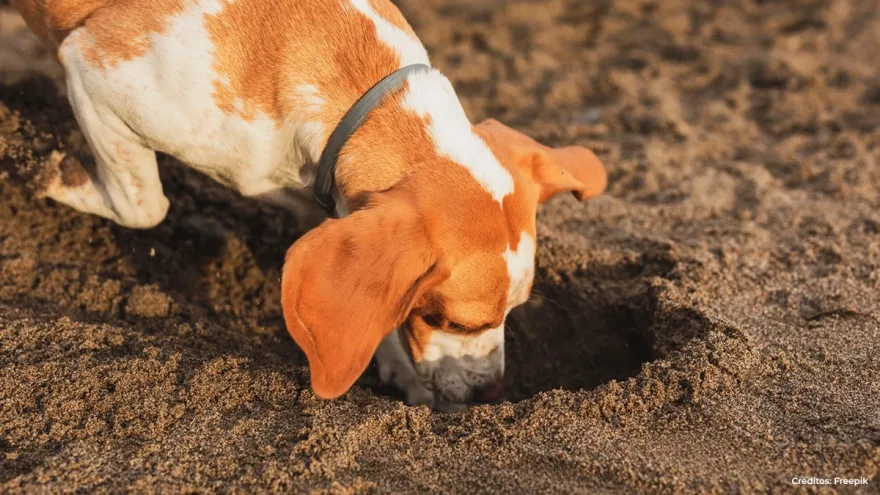 ¿Por qué los perros se comen sus heces?