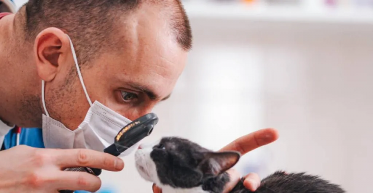 ¿Busca estudiar Veterinaria? Uniagraria ofrece $60 millones en becas