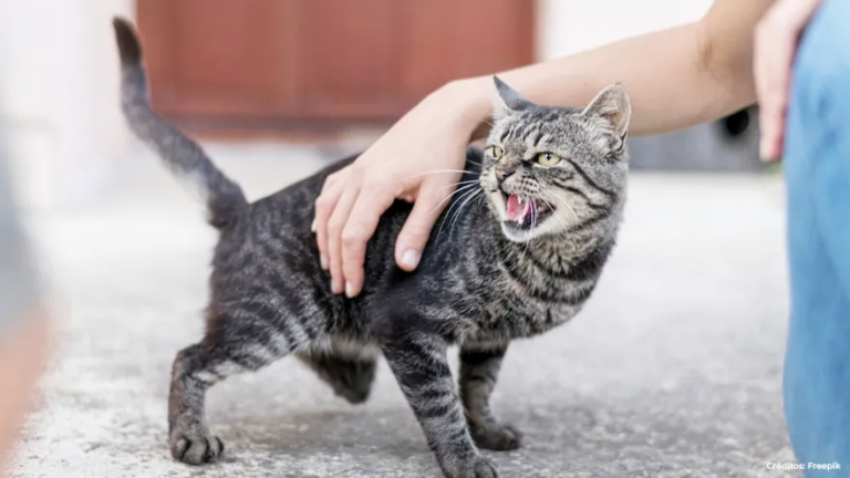 ¿Qué hacer si un gato es agresivo en casa? Experta explica las causas y cómo actuar