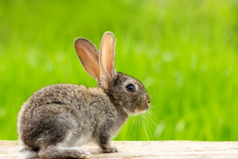 Cuidado especializado para animales de compañía no convencionales, la clave para evitar emergencias