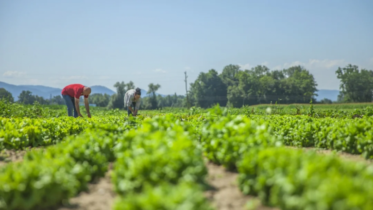 Los diferentes tipos de delitos que están frenando el desarrollo del campo nacional